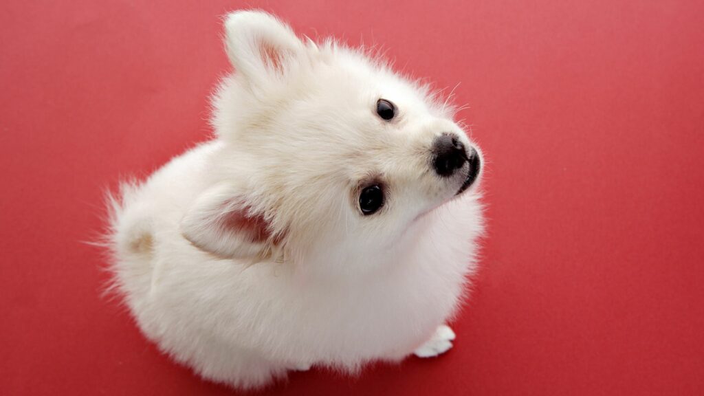 Adorable Fluffy Puppy Wallpaper - Cute & Playful on Red Background