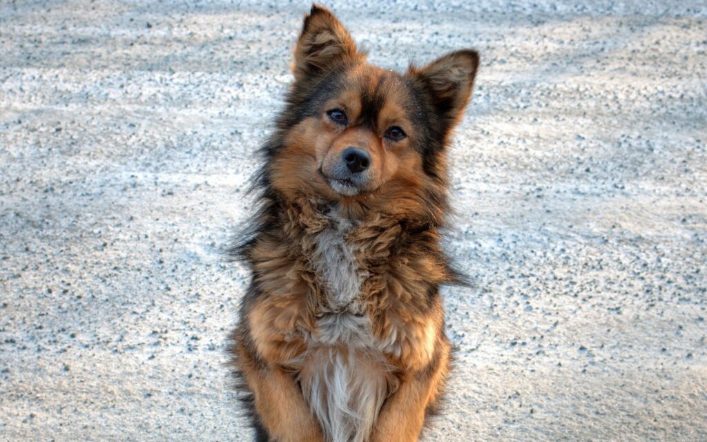 Adorable Fluffy Puppy on Gravel Path - Heartwarming Wallpaper