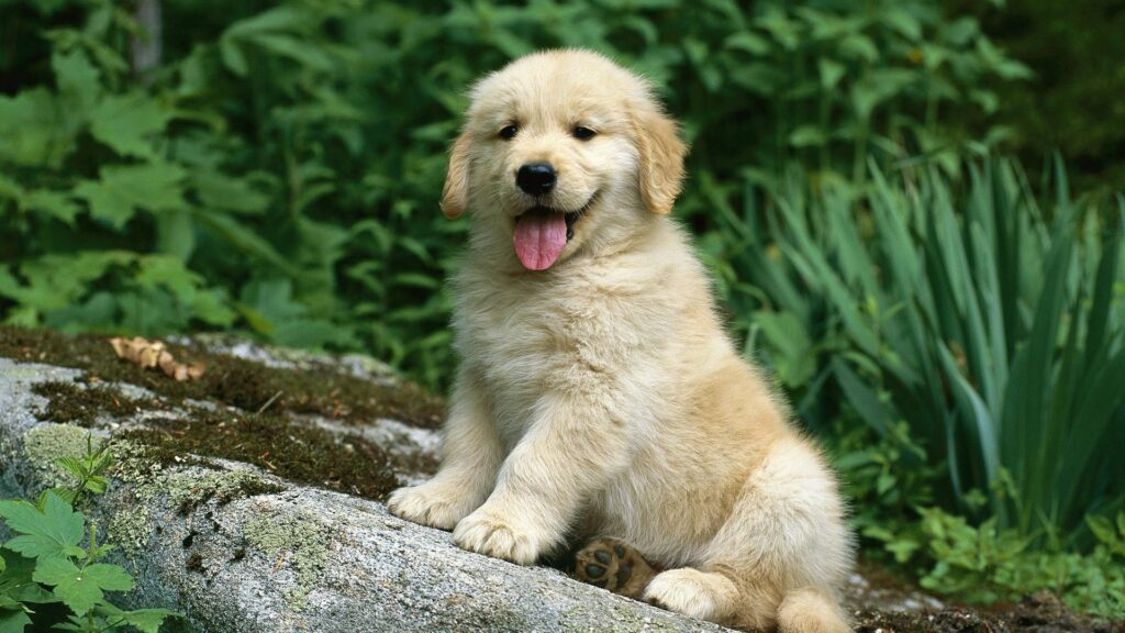 Fluffy Puppy on Rock: Tranquil Green Grass Wallpaper