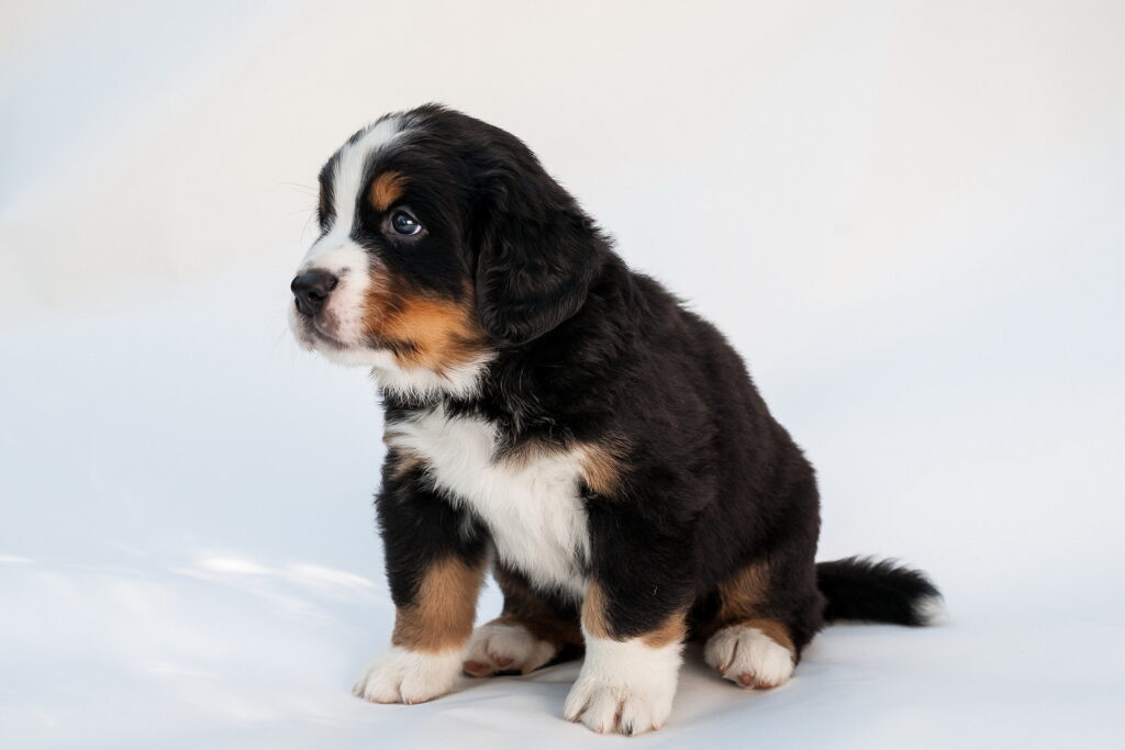 Adorable Puppy Wallpaper: Fluffy Coat & Expressive Eyes