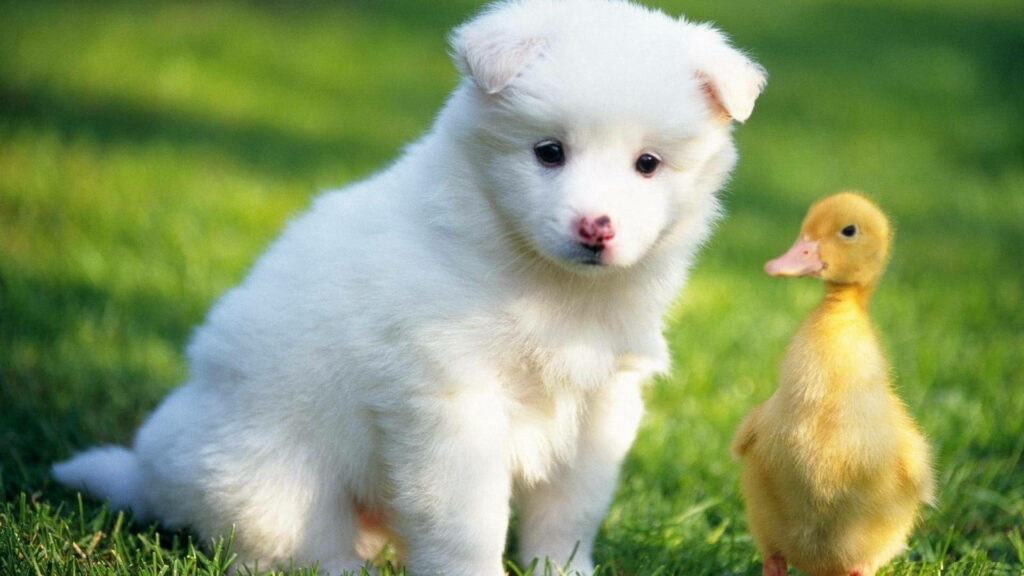 Fluffy Puppy & Cute Duckling on Lush Lawn - Heartwarming Wallpaper