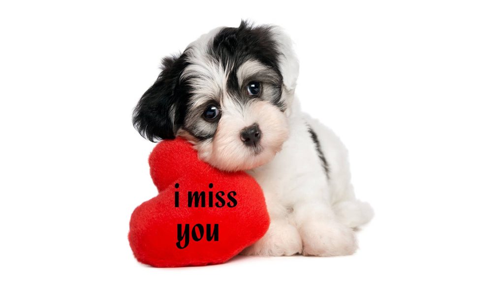 Fluffy black and white puppy resting head on plush red heart with i miss you text on white background Wallpaper