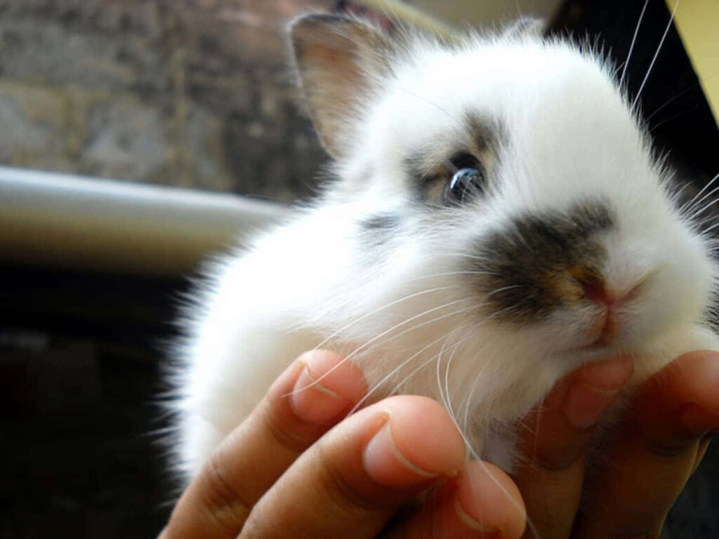 Cozy Rabbit Wallpaper: Adorable Fluffy Bunny on Hand Close-Up