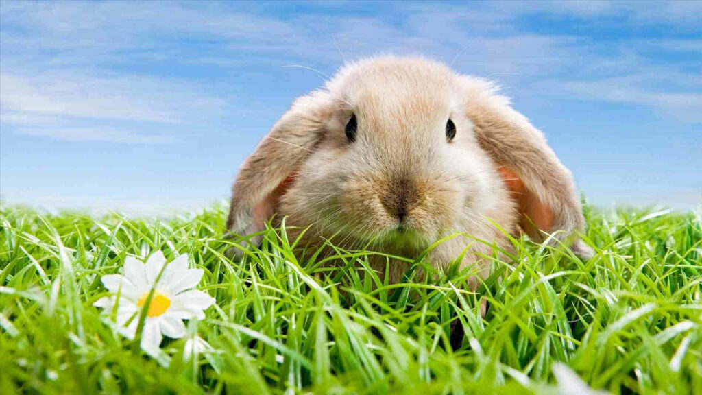 Adorable Fluffy Rabbit in Green Grass with Daisy - Serene Background Wallpaper