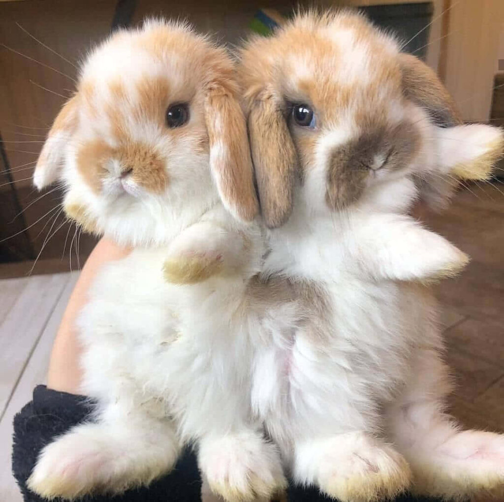 Adorable Fluffy Rabbits: Warm Companionship Wallpaper Background