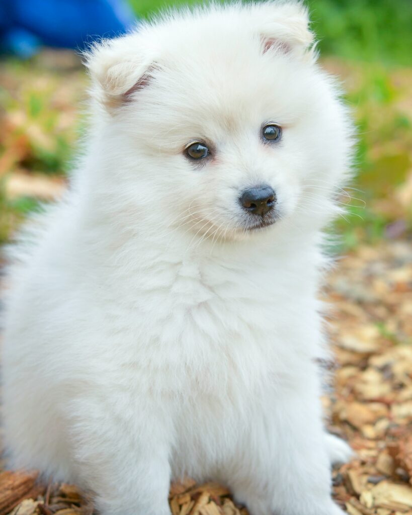 Charming Spitz Puppy Wallpaper: Fluffy White Pup in Nature