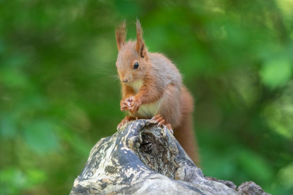 Charming Fluffy Squirrel Wallpaper in Lush Green Outdoor Setting