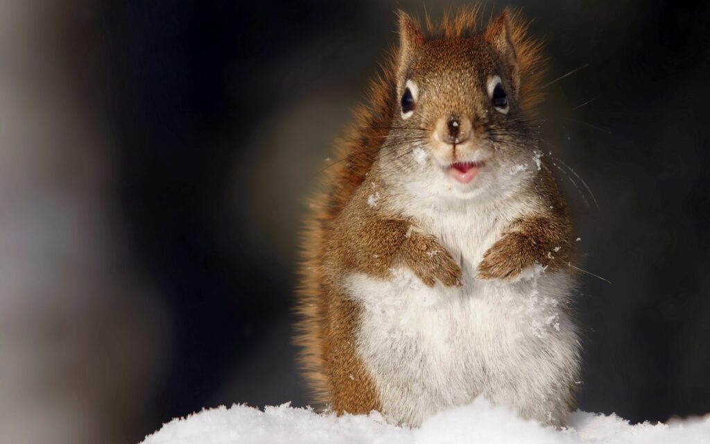 Charming Fluffy Squirrel in Snowy Background - 2560x1600 Wallpaper
