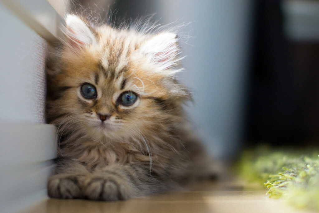 Adorable Fluffy Tabby Kitten Wallpaper - Cute Charm Background