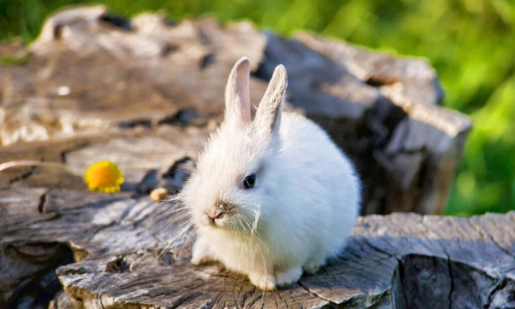 Adorable White Bunny on Tree Stump: Sunlit Rustic Wallpaper