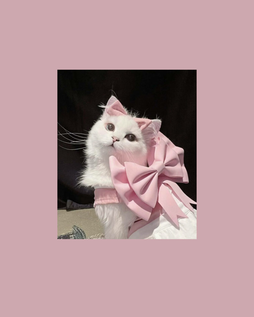 Charming Fluffy White Cat Wallpaper with Pink Ribbon & Elegant Frame