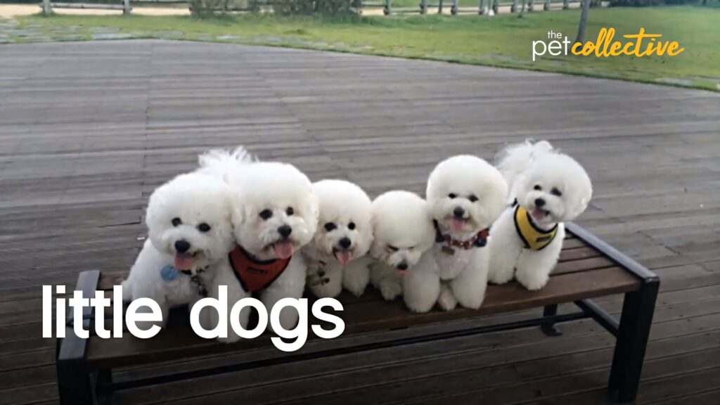 Charming Fluffy White Dogs on Bench - Cute Wallpaper Background