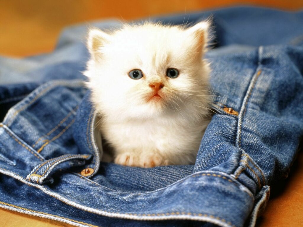 Adorable Fluffy White Kitten Peeking from Blue Jeans - Cute Moment Wallpaper