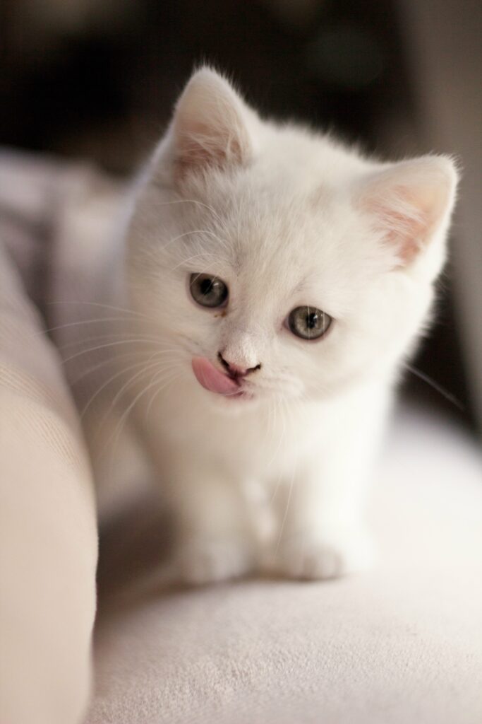 Adorable Fluffy White Kitten Wallpaper - Cute & Playful Background