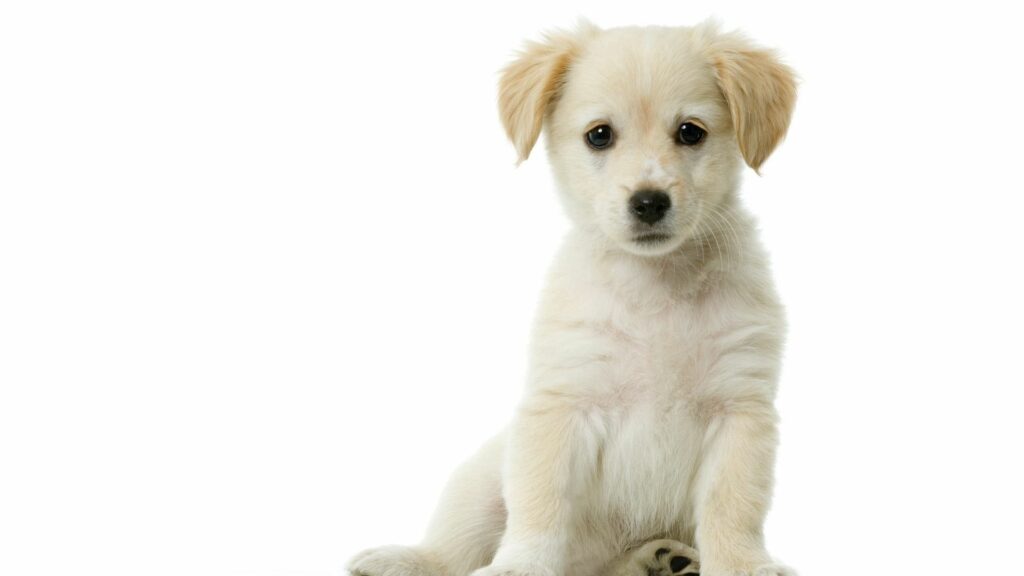 Charming White Puppy Wallpaper: Innocence & Curiosity on White Background