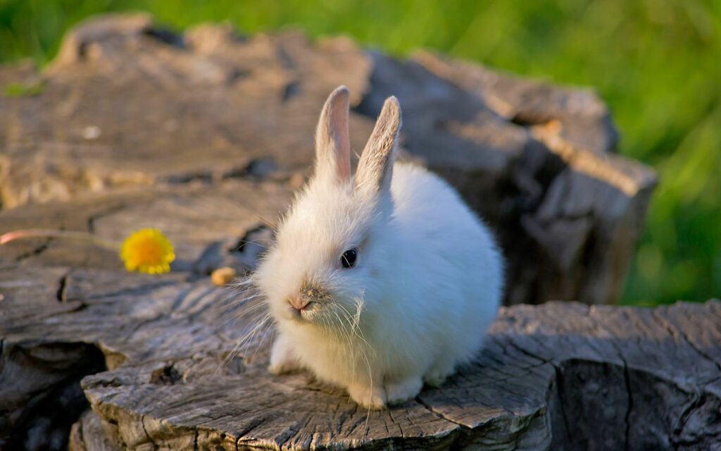 Adorable Fluffy White Rabbit on Rustic Tree Stump with Yellow Flower Wallpaper
