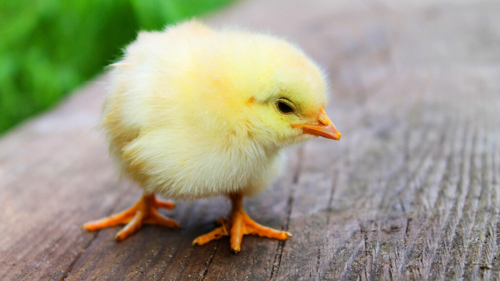 Charming Fluffy Yellow Chick on Rustic Wood with Green Background Wallpaper