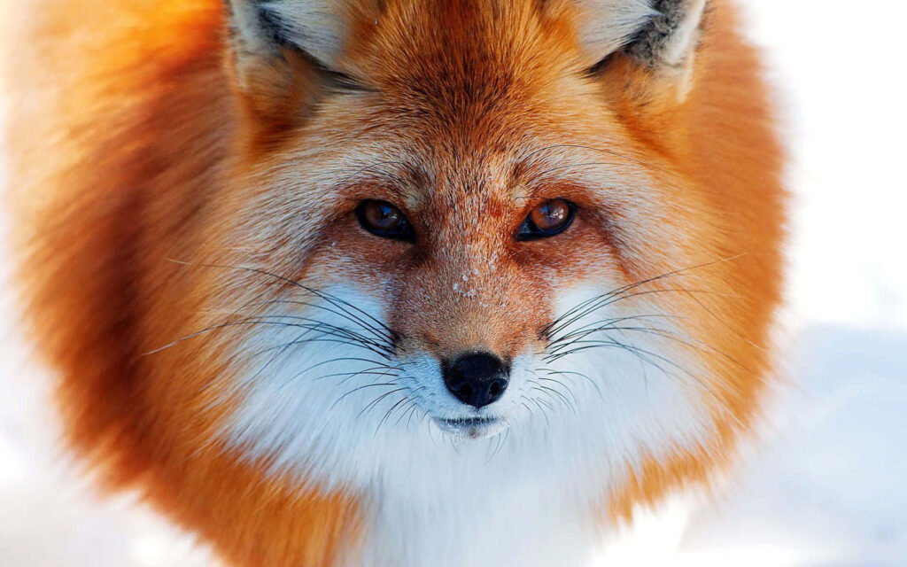 Close-Up of Cute Orange Fox in Snowy Setting - Adorable Wallpaper