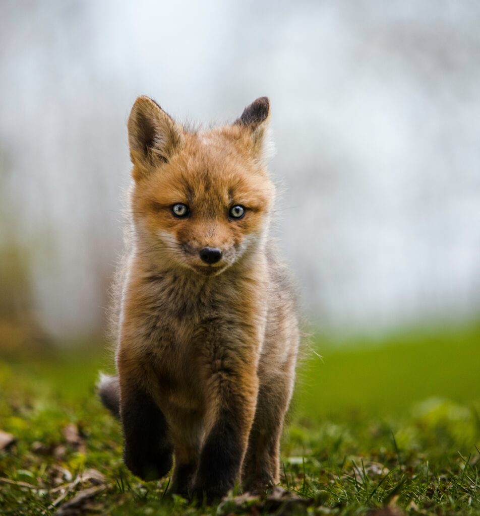 Adorable Fox Cub Wallpaper: Nature's Cutest Wildlife Capture