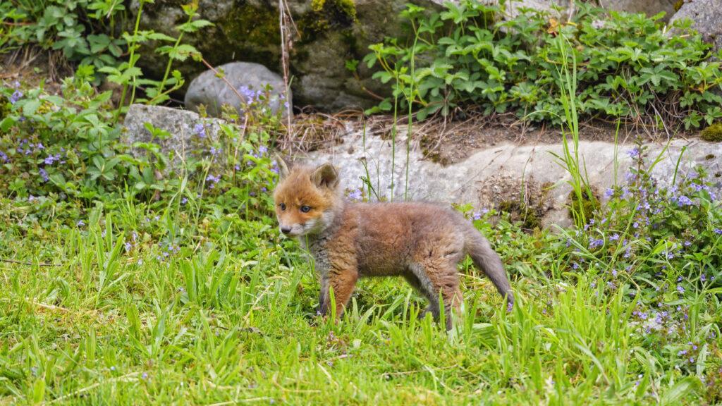 Adorable Fox Cub in Lush Greenery - Serene Nature Wallpaper