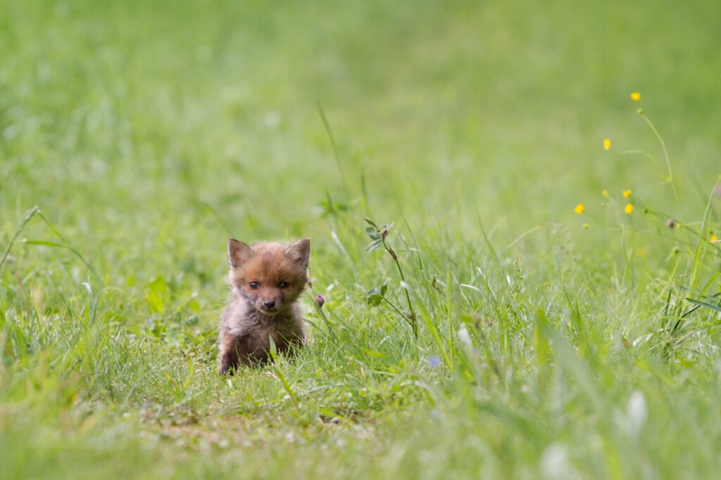 Adorable Fox Cub Exploring Serene Green Field Wallpaper Background