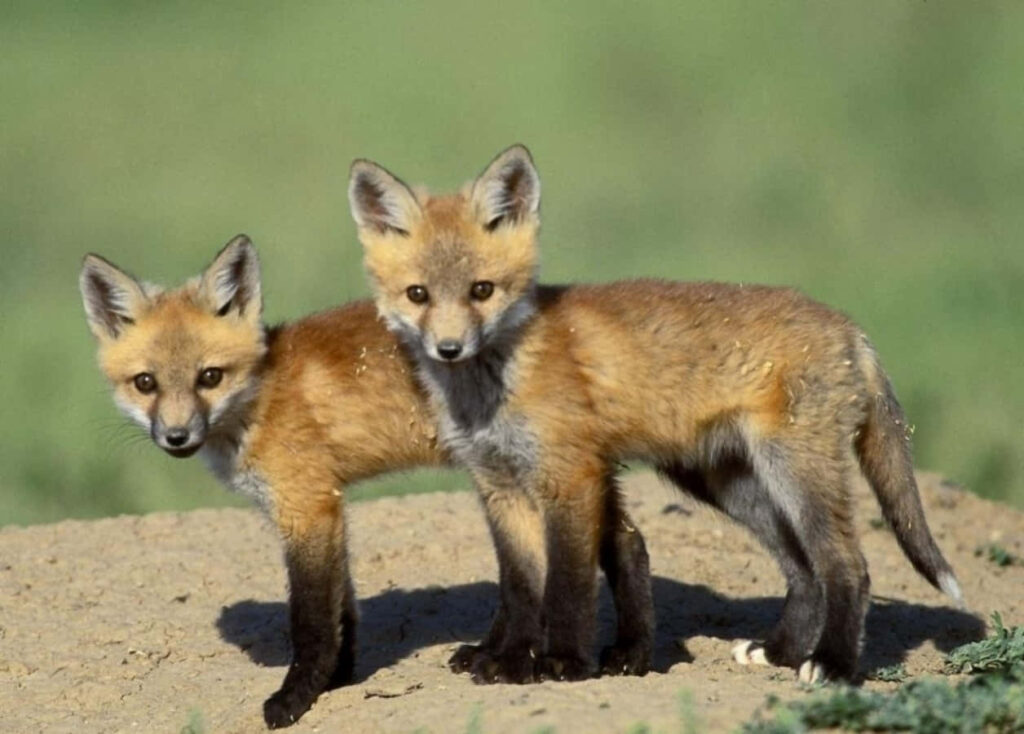 Adorable Fox Cubs on Earth: Heartwarming Nature Wallpaper