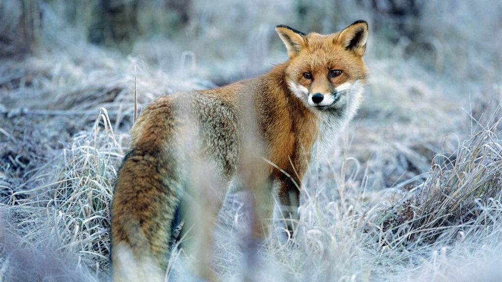Adorable Fox in Frosty Grass: A Serene Winter Scene Wallpaper