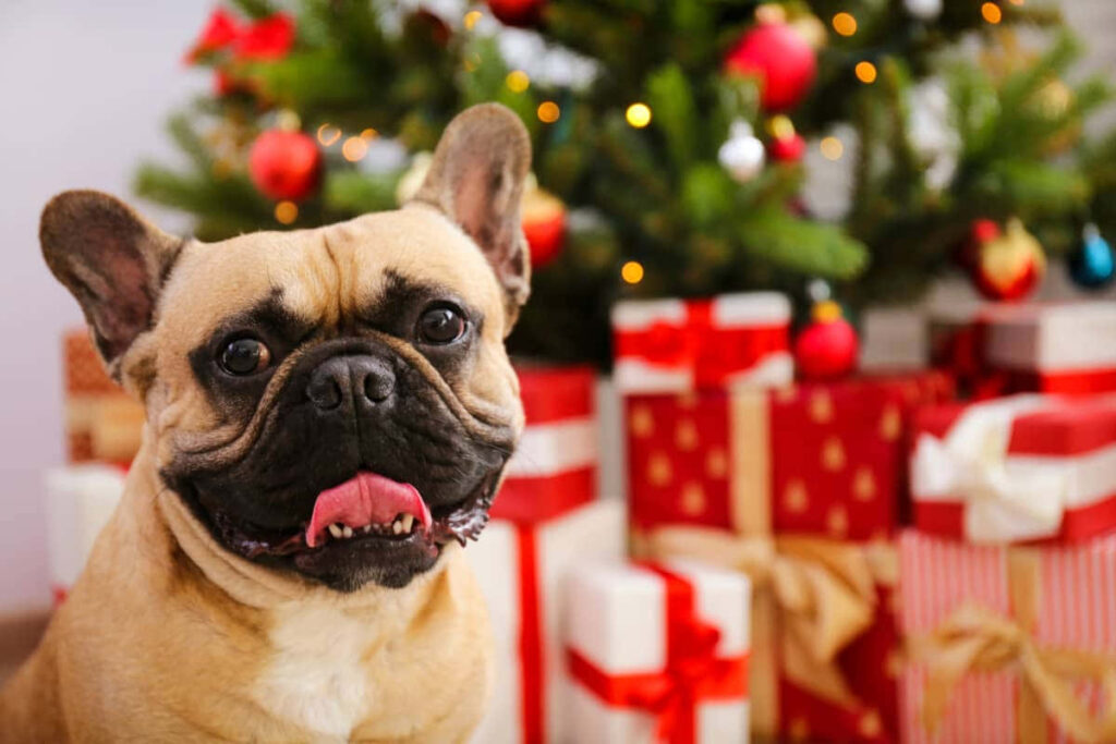 Adorable French Bulldog by Christmas Tree – Festive Holiday Wallpaper