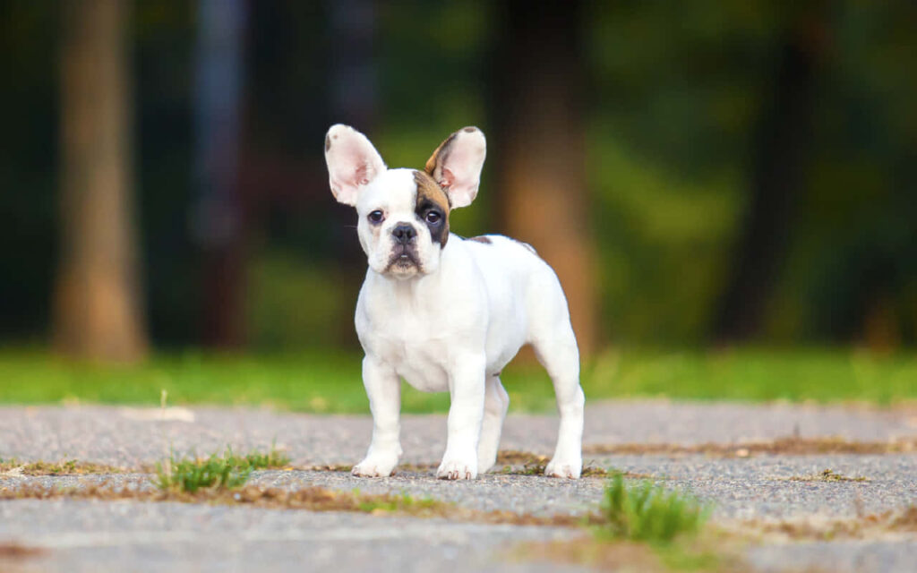 Charming French Bulldog Pup on Pathway - Serene Outdoor Wallpaper