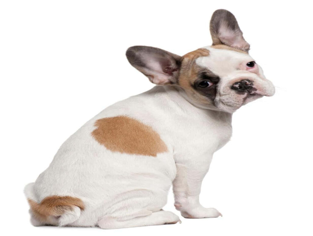 Adorable French Bulldog Puppy Wallpaper: Cute Patchy Fur Background