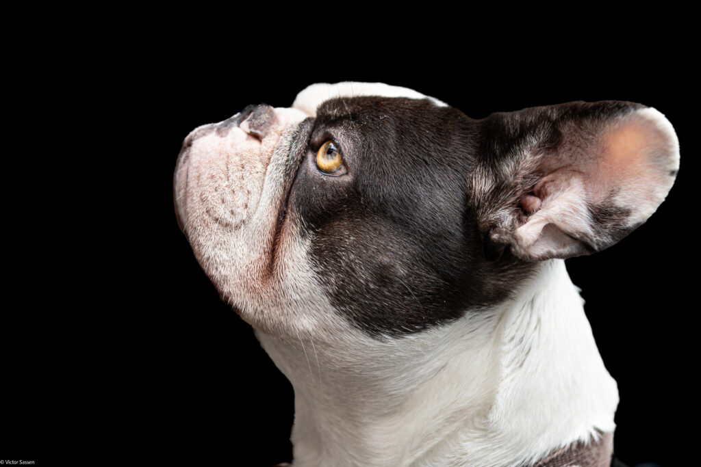 Adorable French Bulldog Wallpaper: Playful & Affectionate Design