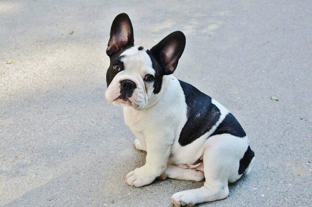 Adorable French Bulldog Wallpaper on Neutral Pavement Background