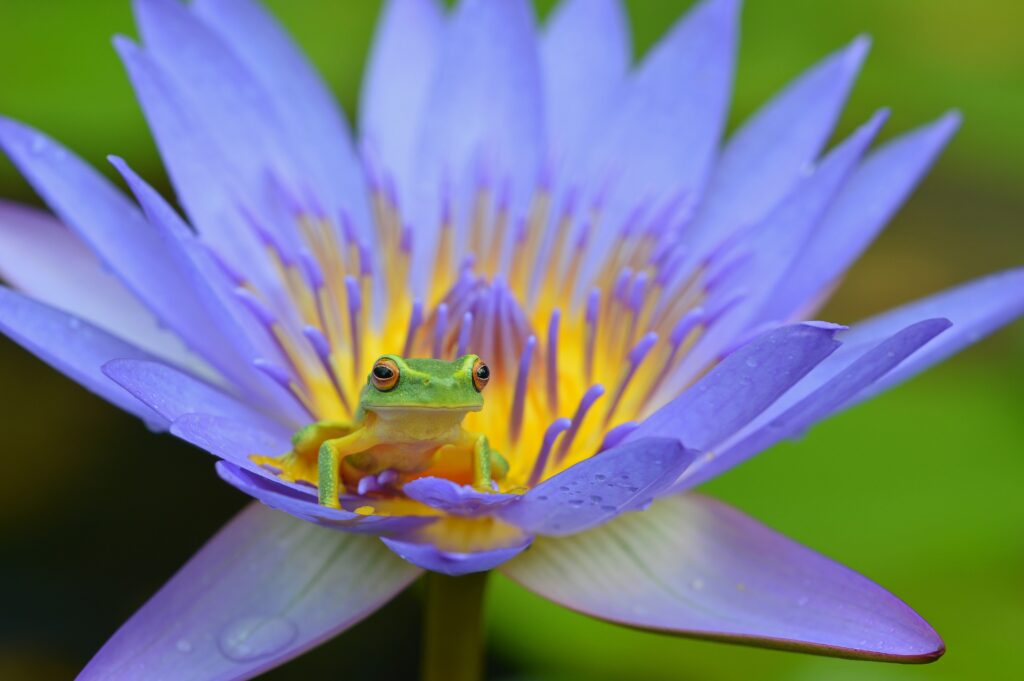 Adorable Frog on Vibrant Lotus Blossom - High-Res Nature Wallpaper