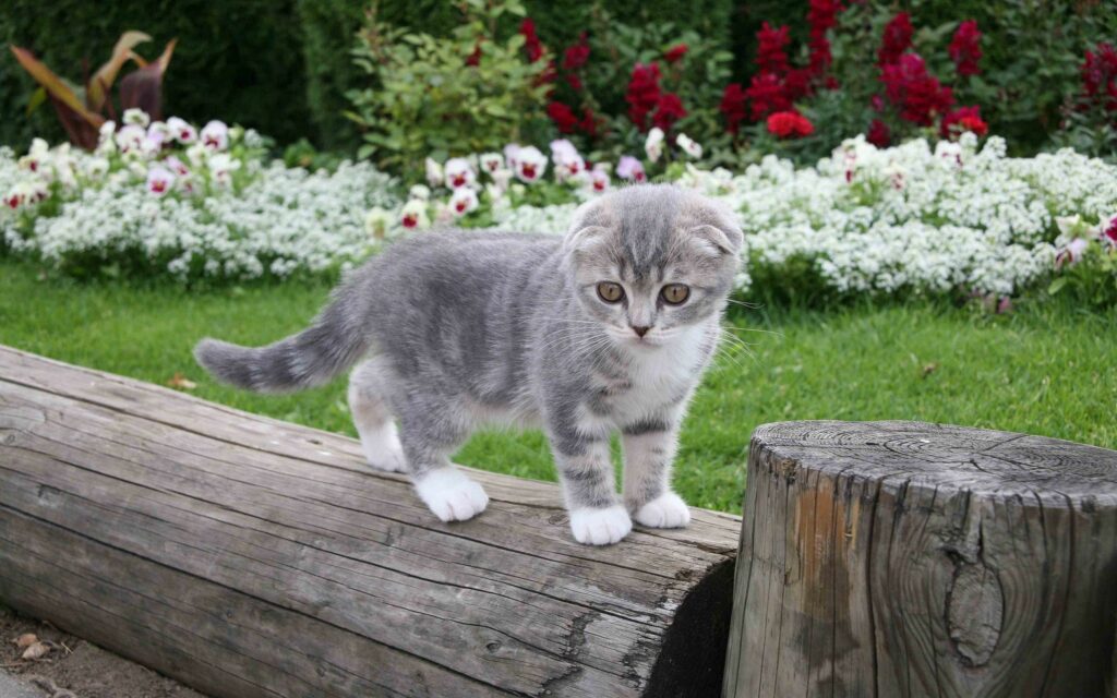 Adorable Furry Kitty Exploring a Colorful Garden on a Wooden Log Wallpaper