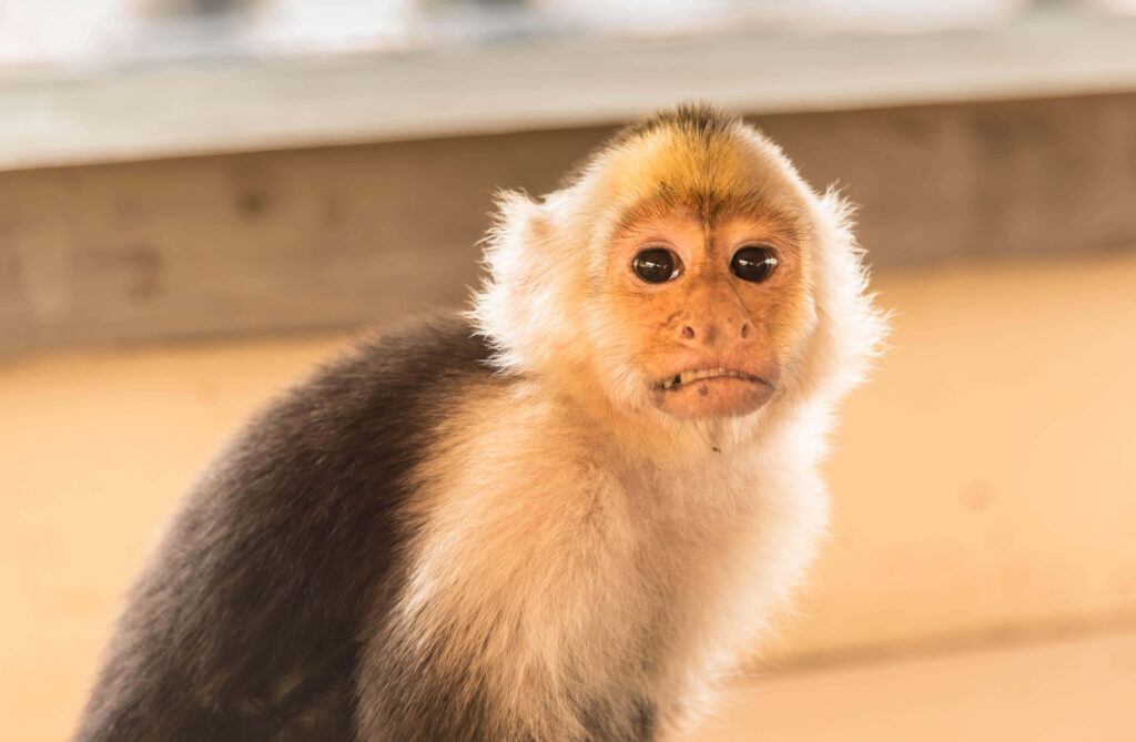 Adorable Furry Monkey Wallpaper: Heartwarming Natural Charm
