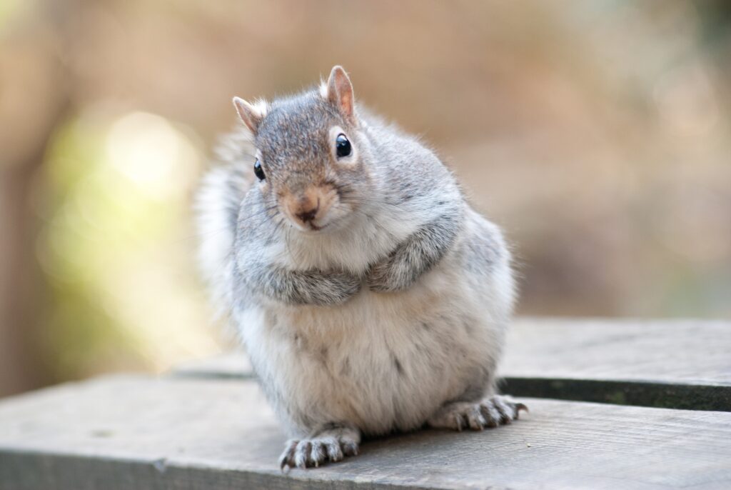 Adorable Furry Squirrel Wallpaper for Charming Desktop Background
