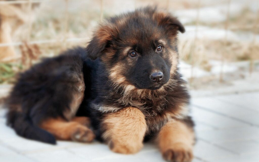 Adorable German Shepherd Puppy Wallpaper with Serene Background