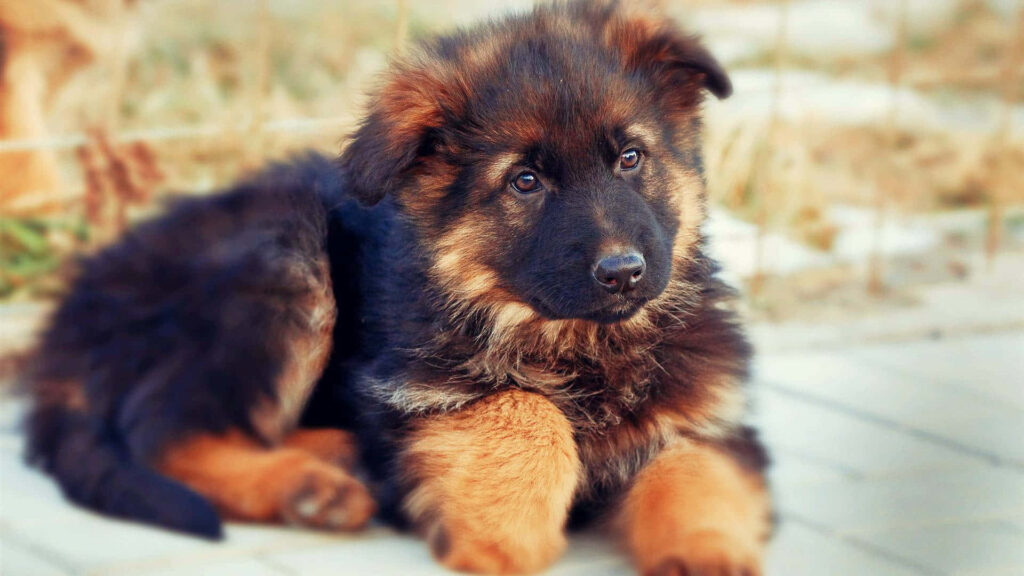 Adorable German Shepherd Puppy Wallpaper: Charming and Heartwarming