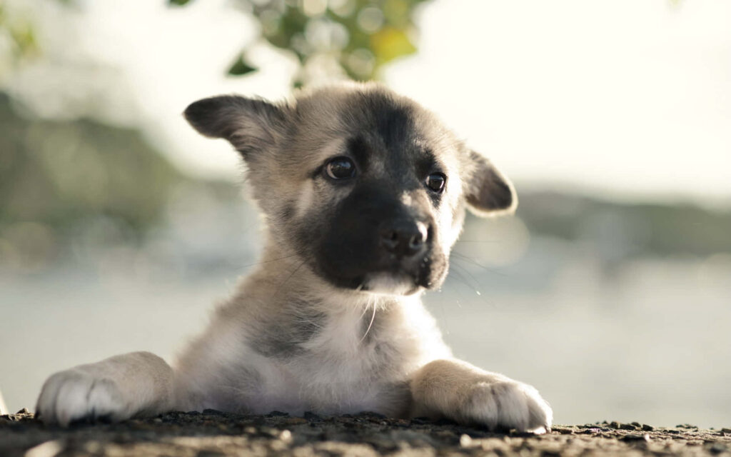 Adorable German Shepherd Puppy Wallpaper: Peaceful Outdoor Vibe
