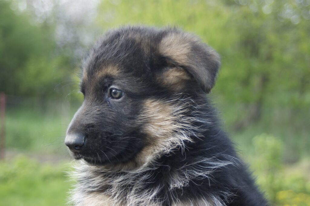 Adorable German Shepherd Puppy Wallpaper for Dog Lovers