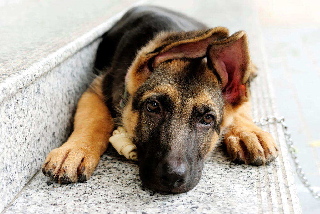 Adorable German Shepherd Puppy Wallpaper: Cute & Playful Charm