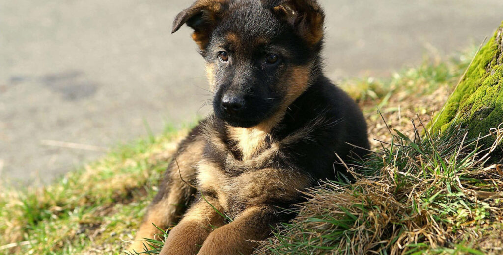 Adorable German Shepherd Puppy Wallpaper Surrounded by Nature