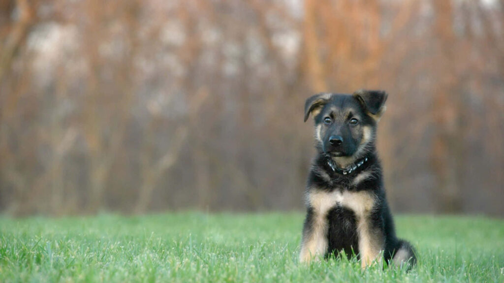 Serene German Shepherd Puppy Wallpaper for a Peaceful Vibe