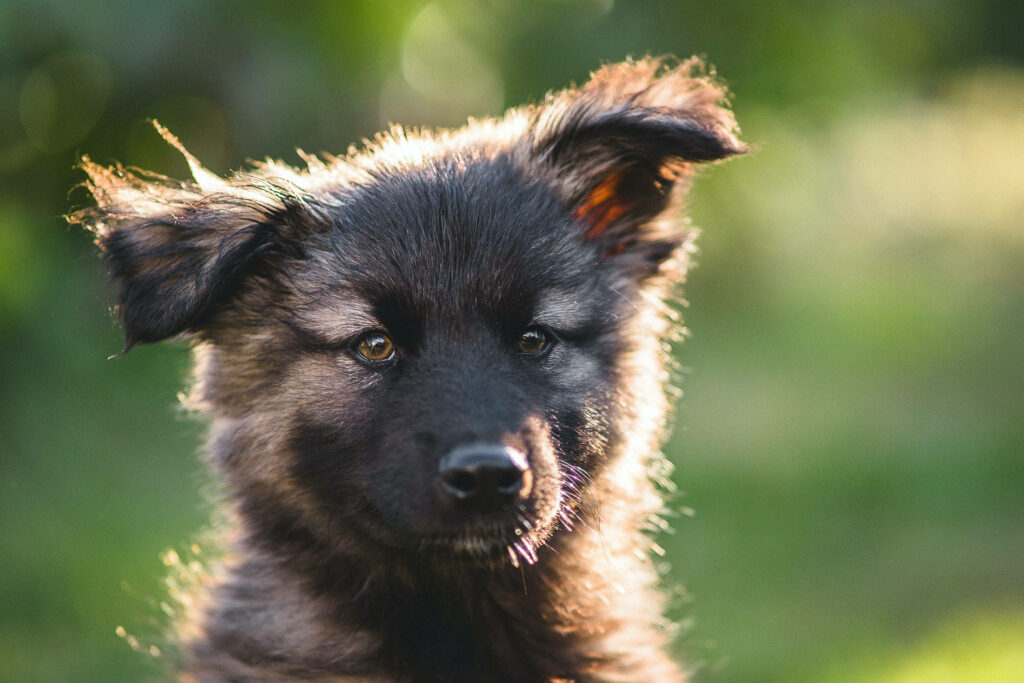 Charming German Shepherd Puppy Wallpaper: Soft Fur & Serene Background