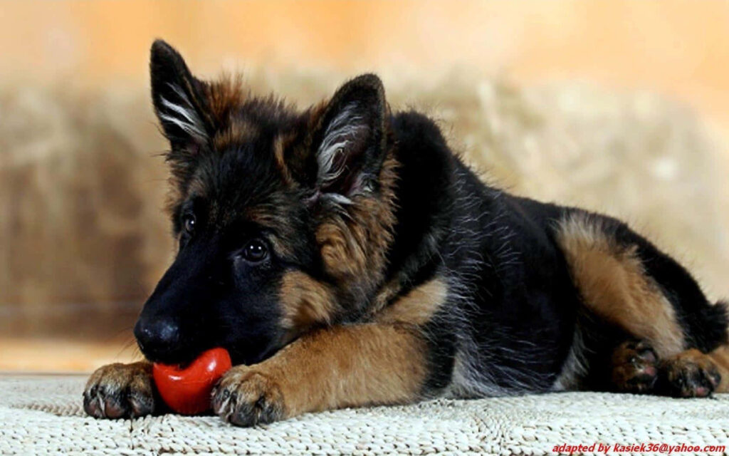 Adorable German Shepherd Puppy with Red Ball - Cozy Wallpaper Background