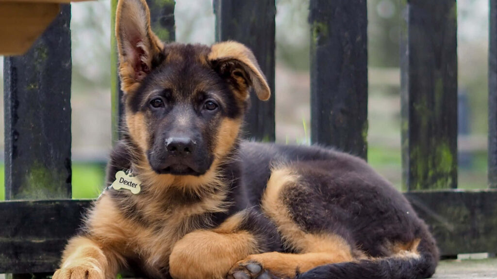Adorable German Shepherd Puppy Relaxing on Wooden Bench Wallpaper