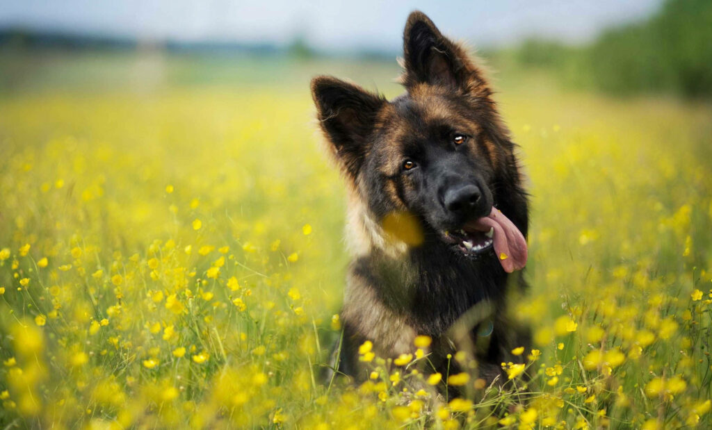 Adorable German Shepherd in Vibrant Yellow Flower Wallpaper Background