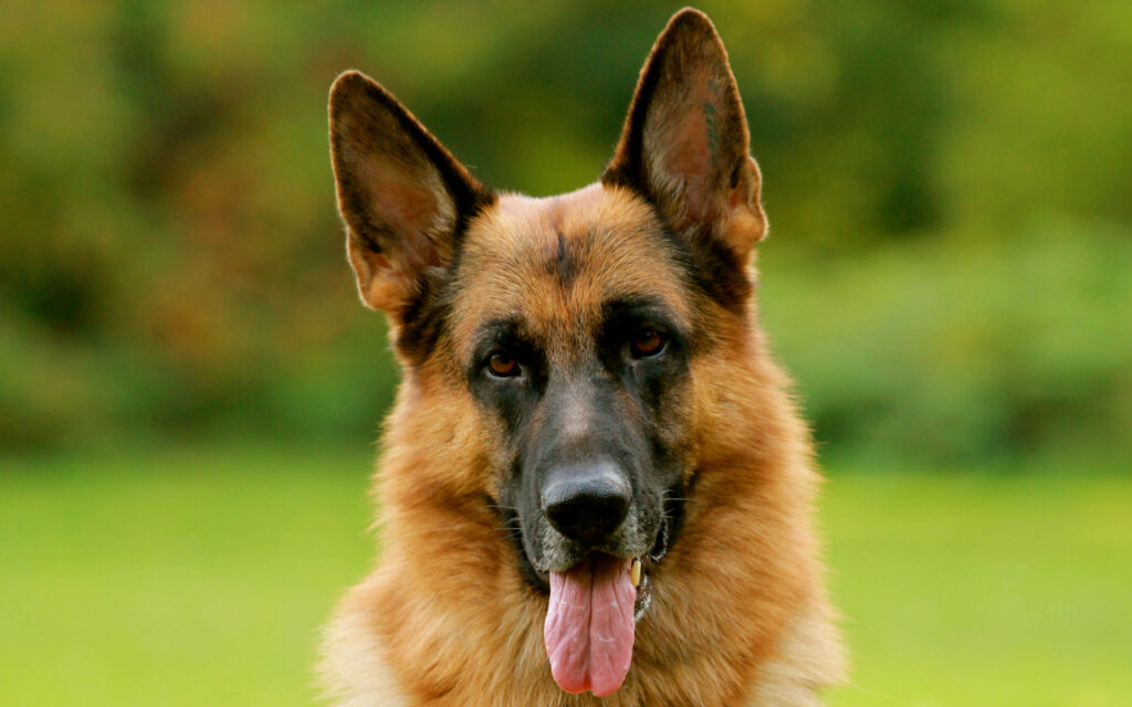 Adorable German Shepherd Wallpaper: Lush Green Outdoor Setting