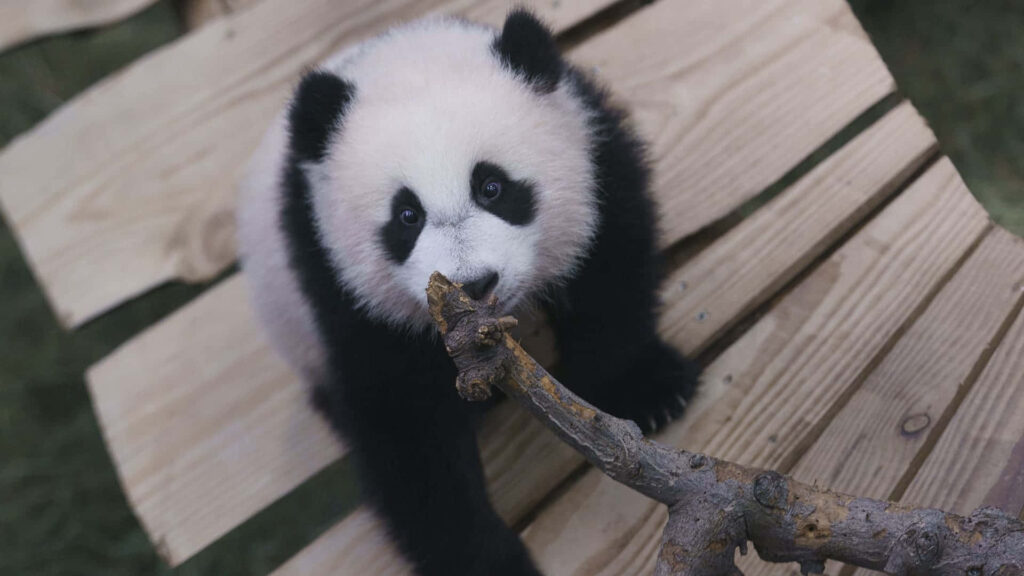 Charming Giant Panda on a Bridge: Nature Wallpaper Delight