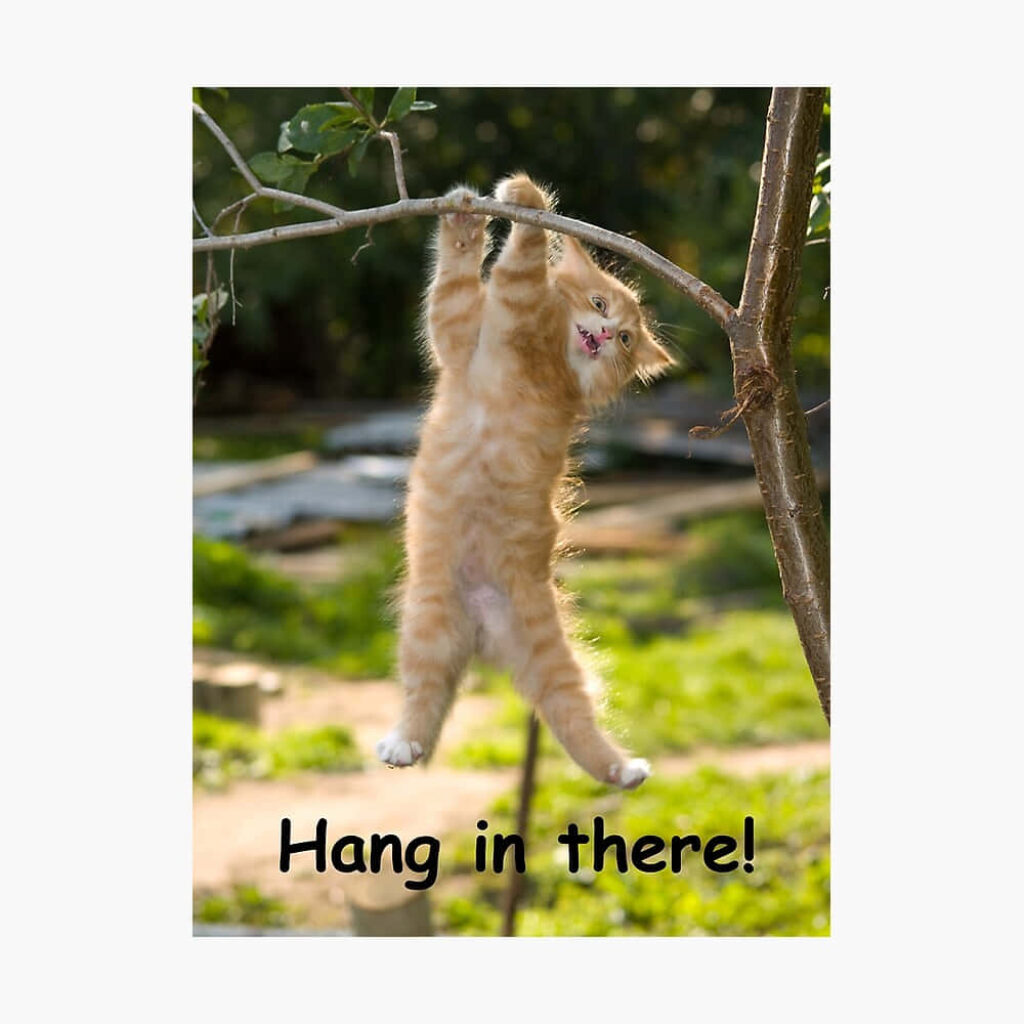 Playful Fluffy Ginger Cat Wallpaper: 'Hang in There!' Motivation